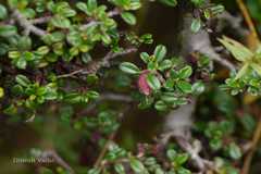 Cotoneaster brandisii